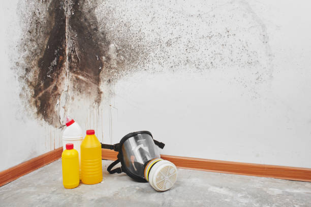 Best Crawl Space Mold Removal  in Palm Valley, TX