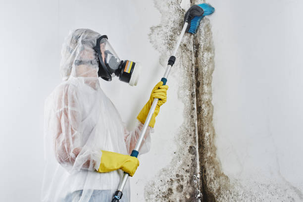 Best Home Mold Removal  in Palm Valley, TX