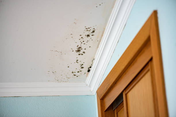 Best Commercial Mold Removal  in Palm Valley, TX