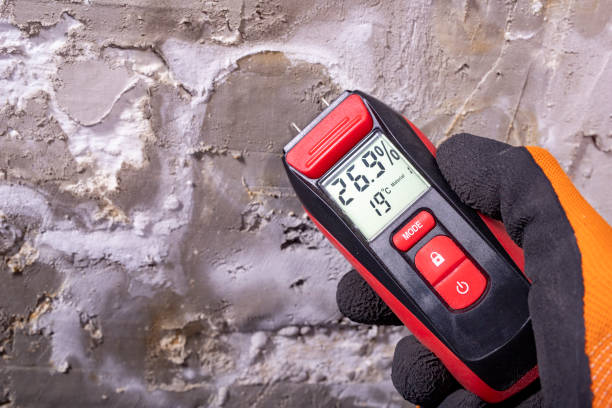 Best Same-Day Mold Removal  in Palm Valley, TX