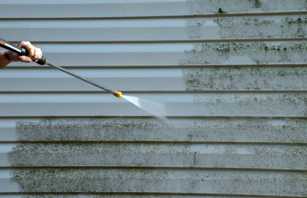 Mold Removal Process in Palm Valley, TX