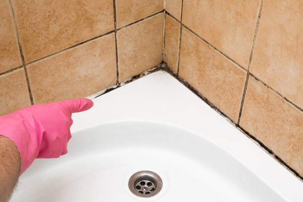 Best Local Mold Removal Service  in Palm Valley, TX